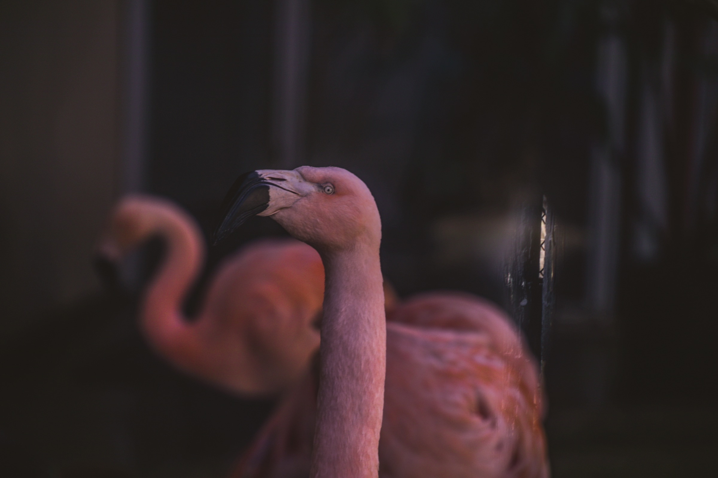 Nature - flamingo portrait