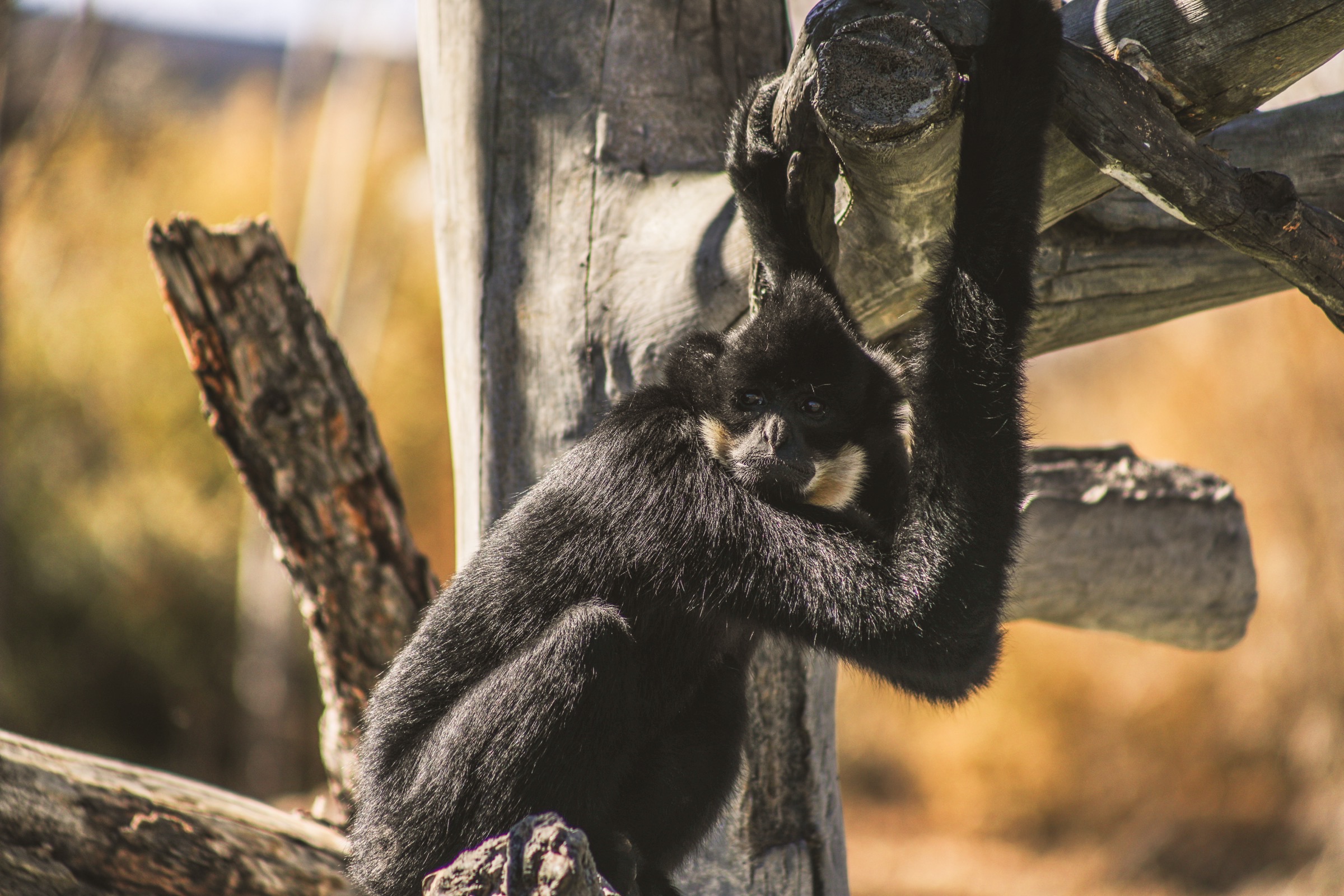 Nature - monkey in the wild