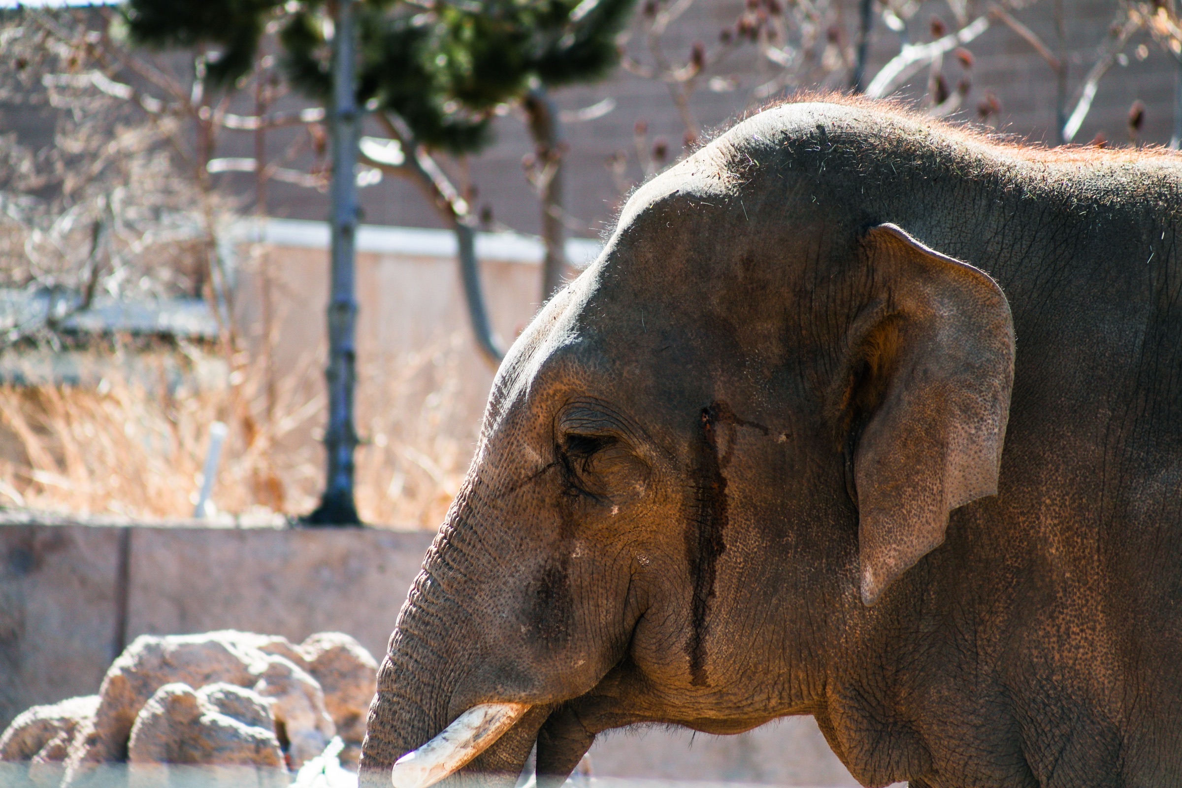 Nature - elephant close-up