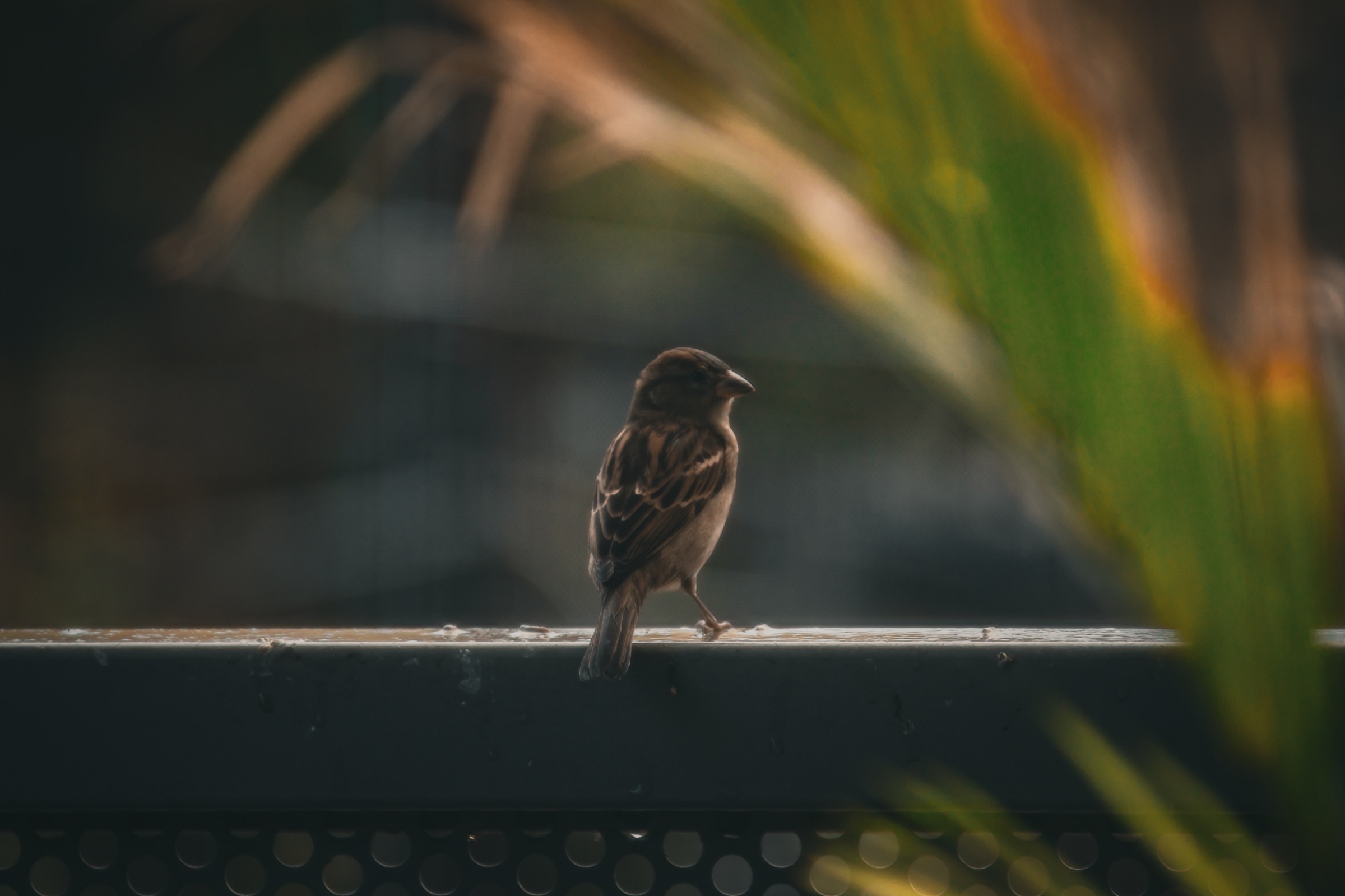 Nature - sparrow on railing