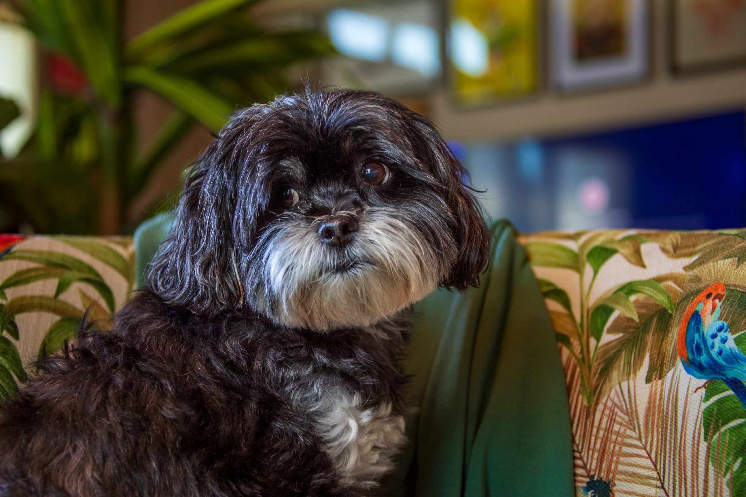 Lifestyle - dog portrait