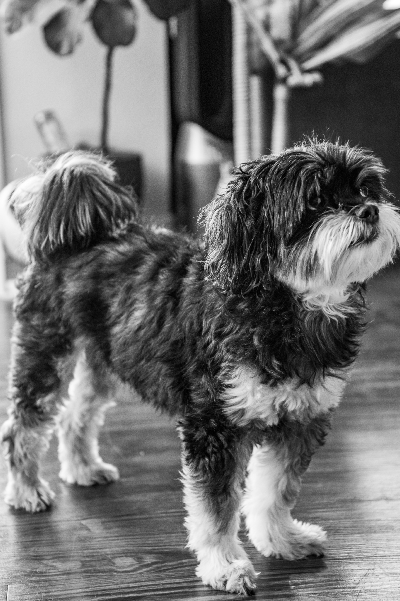 Lifestyle - black and white dog portrait