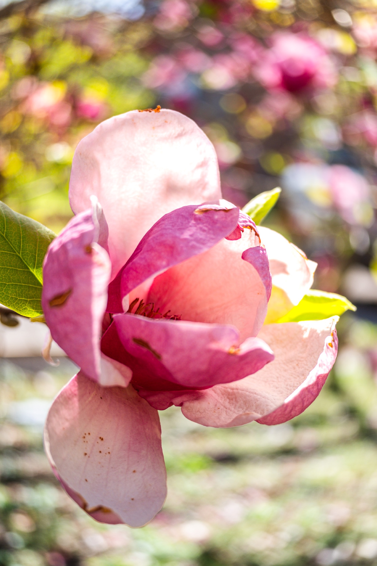 Nature - magnolia bud close-up
