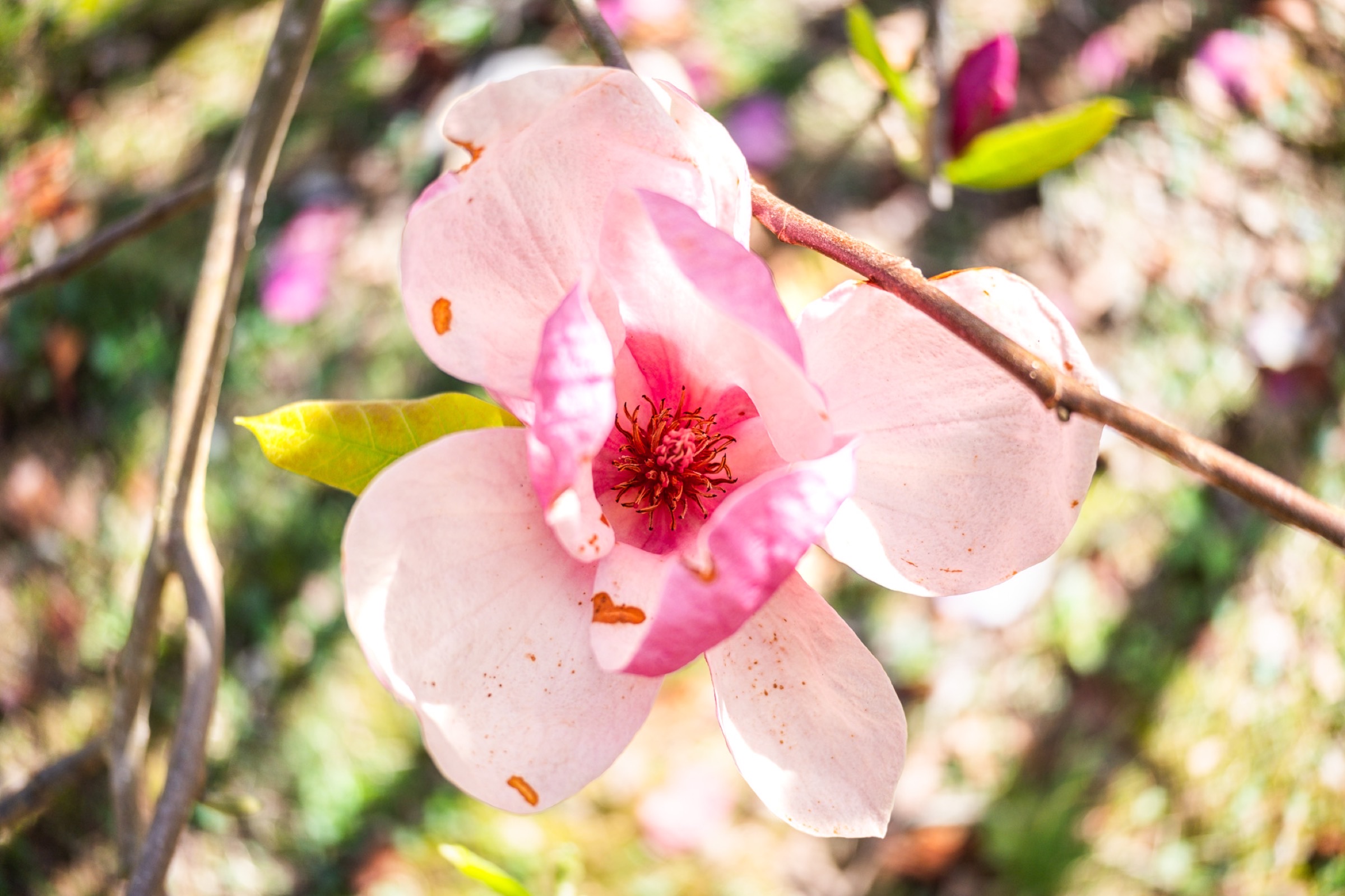 Nature - magnolia bloom in spring light