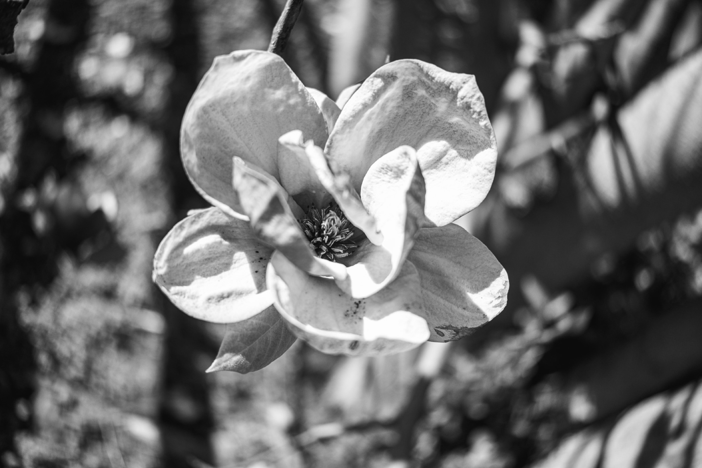 Nature - magnolia in black and white
