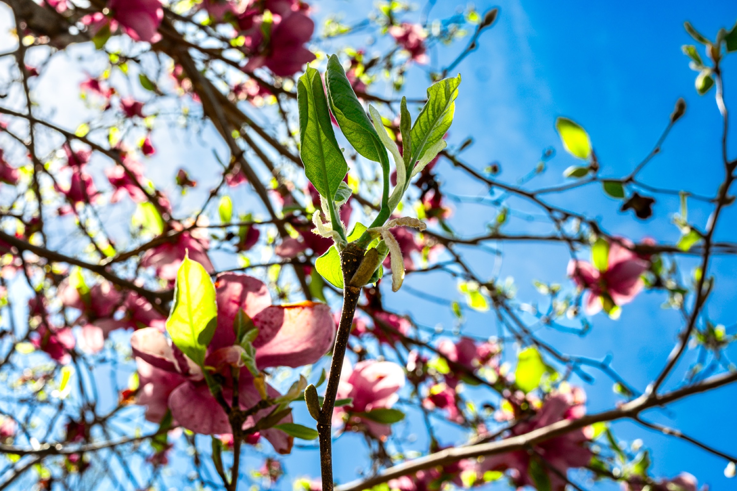 Nature - magnolia blossoms against blue sky
