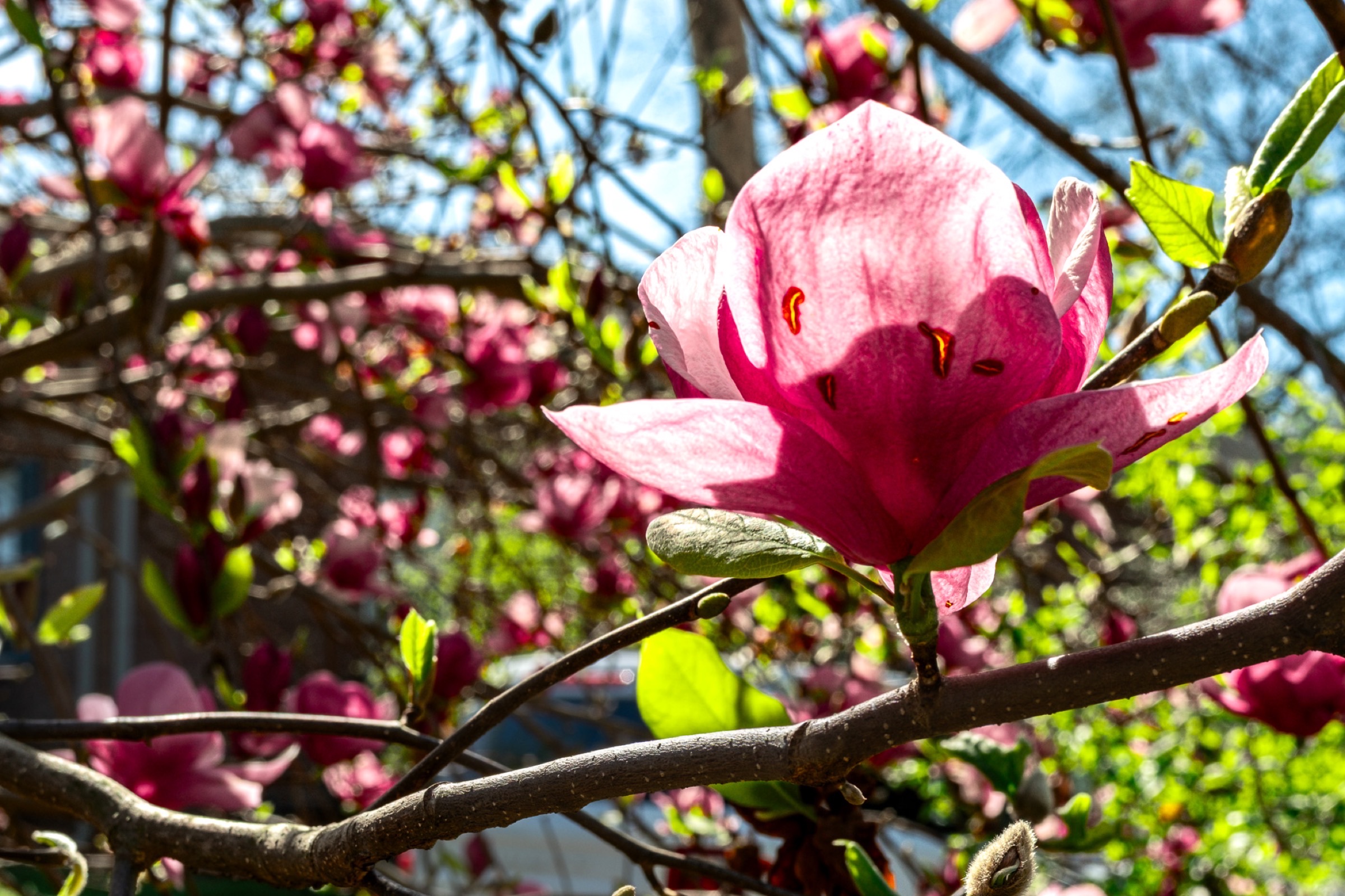 Nature - pink magnolia blossom
