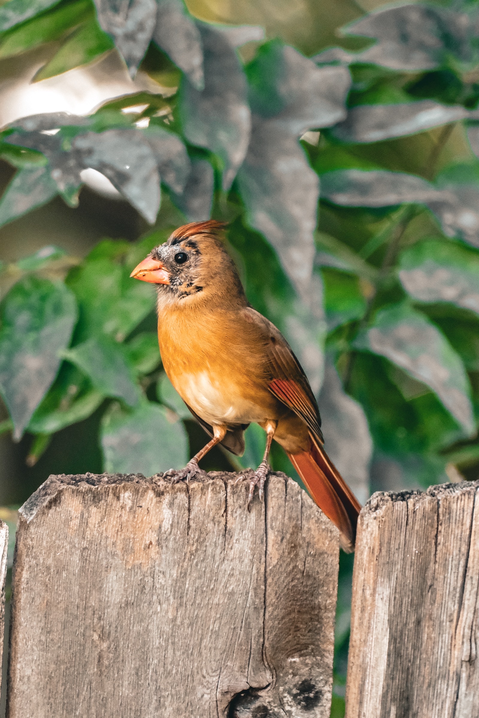 Nature - cardinal bird