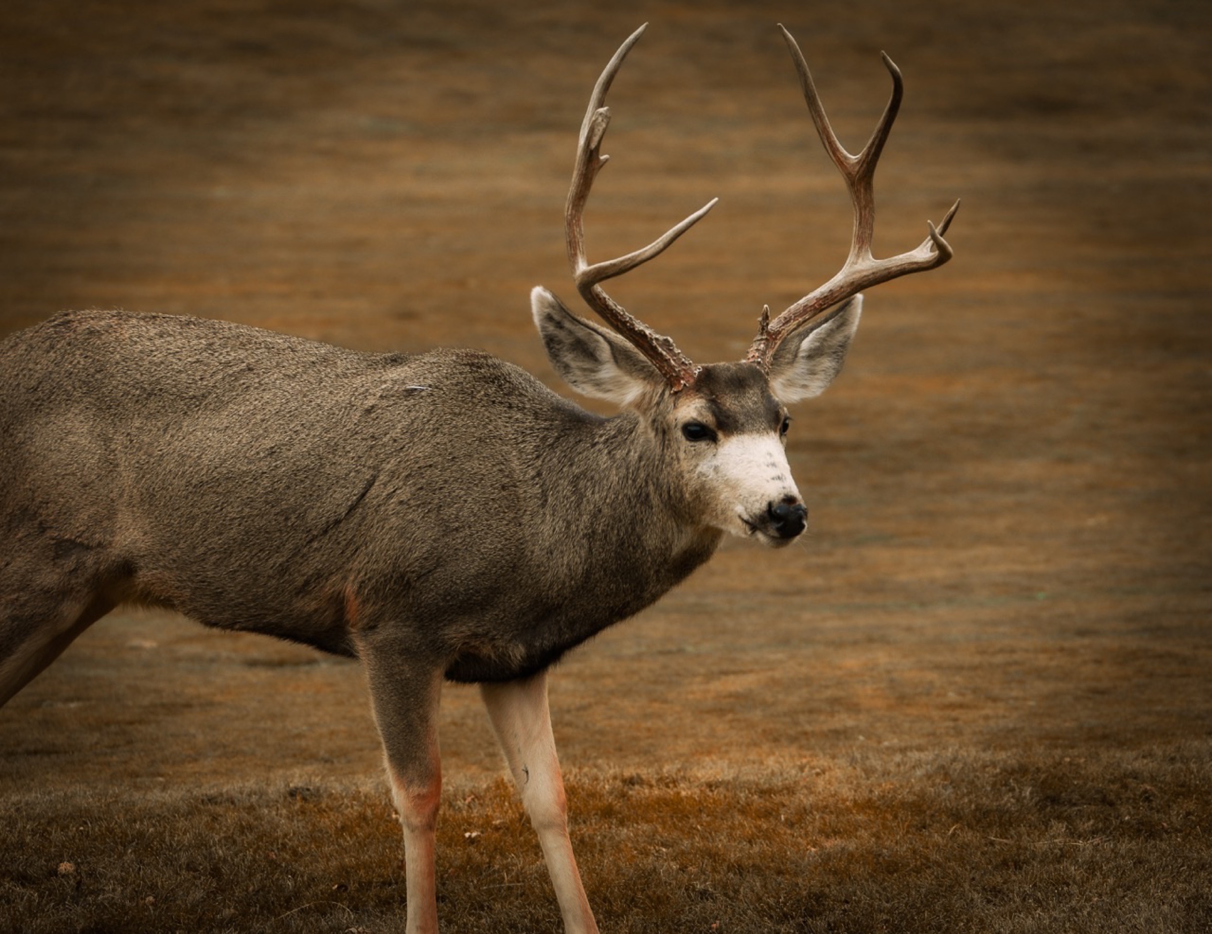 Nature - buck with antlers