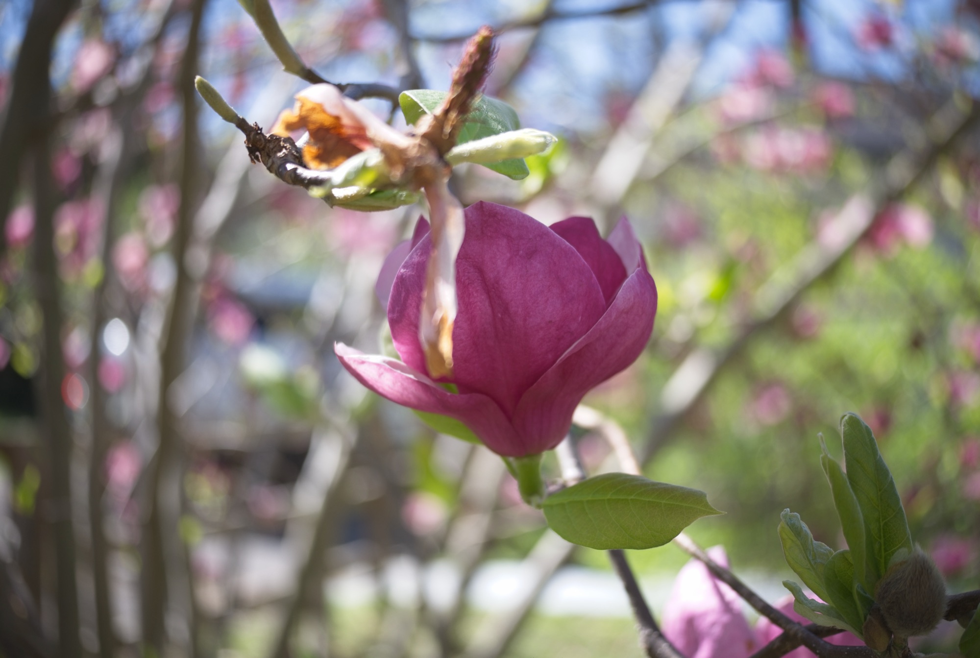 Magnolia blossom against the sky